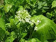 ワサビの花花後、アブラナ科特有の角果ができる。