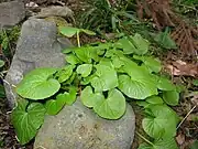 ワサビの根生葉