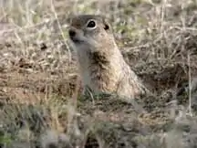ワシントンジリス Urocitellus washingtoni