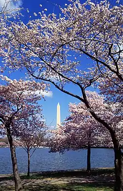 アメリカ合衆国ワシントンD.C.・タイダルベイスン