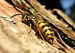 キオビクロスズメバチVespula vulgaris