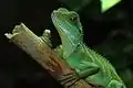 メス