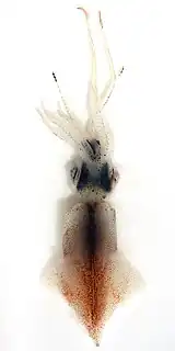 ホタルイカ