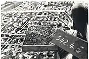 1967年4月5日撮影のユウガオとスイカの苗。4月5日に接木するというのは現在よりも時期的に遅い。接木栽培が始まった初期である。大きな苗がユウガオ、中央の箱の中にスイカ苗が入っている。周囲はコンクリート板であるが、ビニールトンネルの支えは割竹である