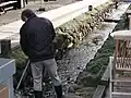 御殿堰の清掃風景