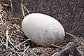 放棄された卵（エスパニョラ島）