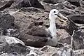 幼鳥（1月、エスパニョラ島）