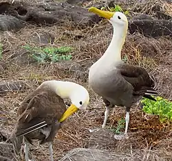 ガラパゴスアホウドリ