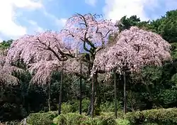 長興山紹太寺のしだれ桜