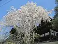 26.浄福寺の枝垂れ桜