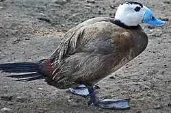 カオジロオタテガモO. leucocephala