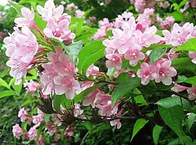 福島県会津地方