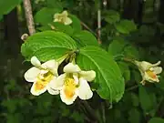 雄蕊5本は花冠の上部につき、葯は1列に合着する。