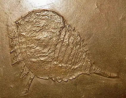 ウェインベルギナの化石（ホロタイプ）