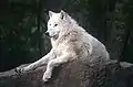 ツンドラオオカミCanis lupus albus
