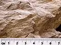 ウェルズ・クリーク・クレーター（アメリカ）から見つかったシャッターコーンの拡大