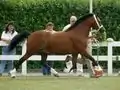 無口を装着してホースショーに臨む馬
