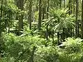 Dicksonia antarcticaタカワラビ科ディクソニア属