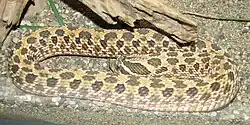 セイブシシバナヘビH. nasicus