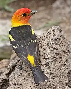 ニシフウキンチョウ