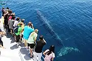 ハウラキ湾にて