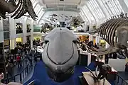 ロンドン自然史博物館にて