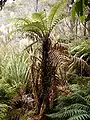 "Dicksonia squarrosa"