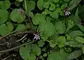 サクラダソウ（L. nummularia）