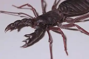 サソリモドキ