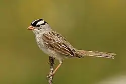 ミヤマシトド