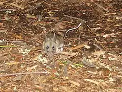 オンタリオ州のケティコ州立公園で