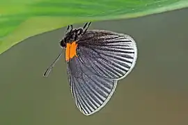 Hades noctula, コスタリカ