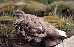 オジロライチョウL. leucura