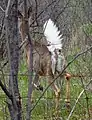 オジロジカ Odocoileus virginianus 名の通り尾が白い