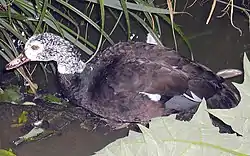 ハジロモリガモ