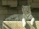 ホワイトタイガー