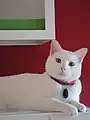 ホワイト