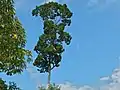 パラショレア属の樹形の例（バチカラワン Parashorea malaanonan）