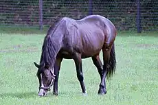 ホワイトマズル