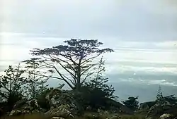 ムランジェ山に分布するW. whyteiはマラウイの国の樹である