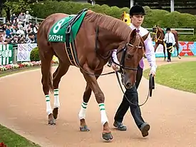 ワイドファラオ（2016年産）
