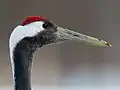 頭部