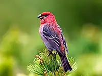 オス