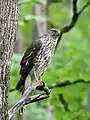 オオタカ幼鳥(撮影地:北海道)