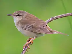 シマセンニュウ
