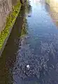自噴する地下水（静岡市葵区瀬名2丁目）