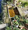 住宅街に自噴する地下水（静岡市葵区瀬名川）
