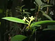 花冠状の萼筒。