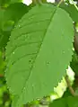 葉