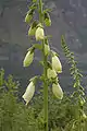 Digitalis sp.